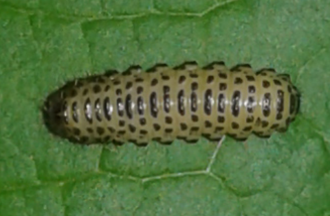 Chrysomelidae : larve di Pyrrhalta viburni?